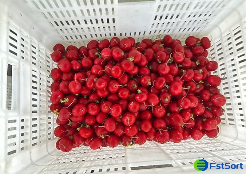 images/1705477978502cherry radish sorter.jpg